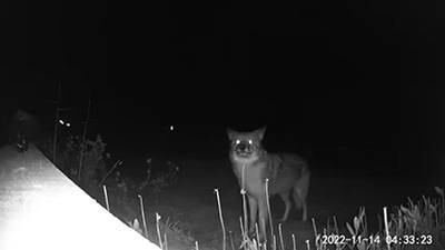 WATCH: Coyote culprit nabs lawn decorations from Orleans home