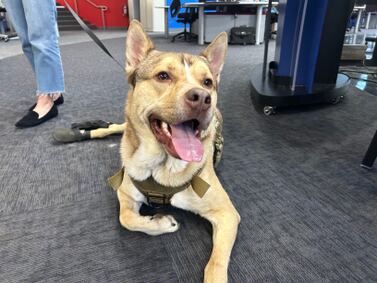 Furever Friday: 3-year-old Gravity looking for his forever home 