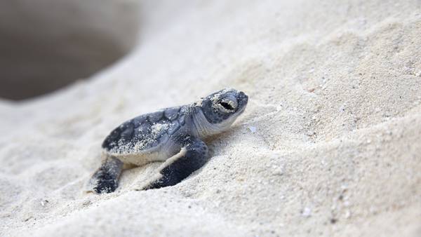 Officials investigate ‘massacre’ of sea turtle nests in New York