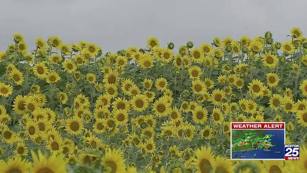 Colby Farm sunflowers blooming early
