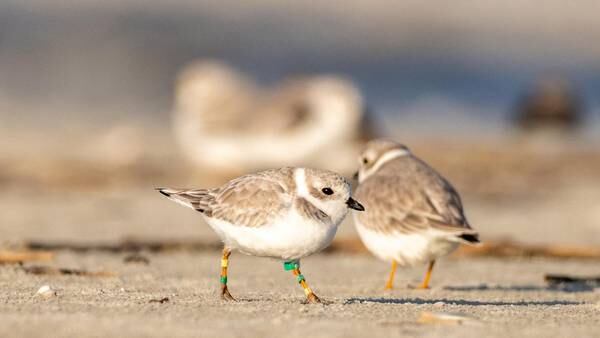 Memorial Day Weekend Fireworks canceled at popular beach NH beach due to piping plovers