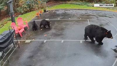 Worcester family has close encounter with group of black bears in their backyard