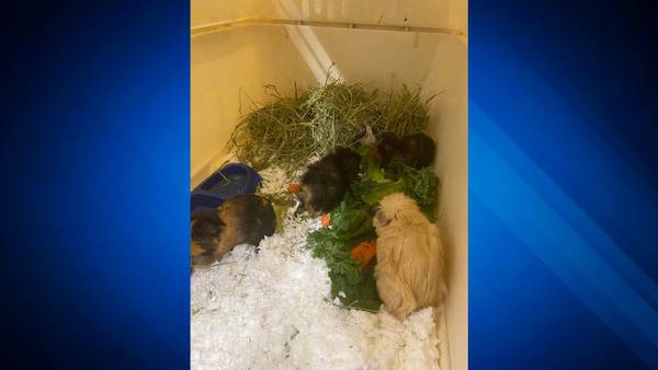 Investigation underway after 10 guinea pigs rescued from Leominster pond