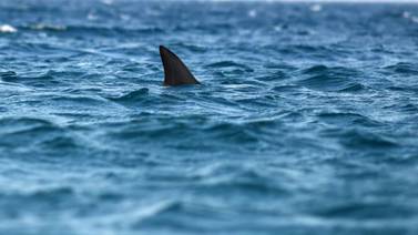 Shark spotted in water off North Beach Island