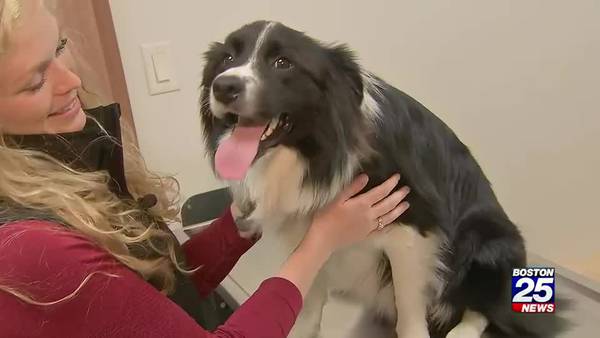 Local veterinarians seeing increase in dog pneumonia cases, spreading to Mass. and Maine