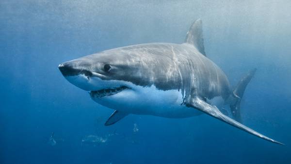 Florida teen bitten by a 9-foot shark while scalloping