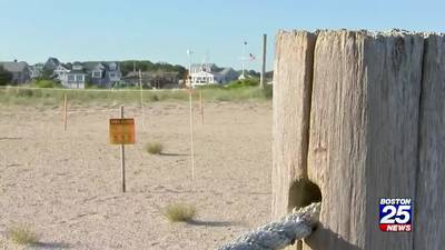 West Dennis beach closed indefinitely after two piping plovers were killed