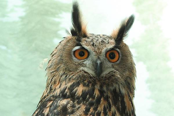 Flaco, the owl who escaped from New York Zoo, dies after crashing into a building
