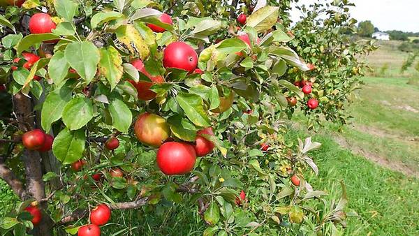 Massachusetts is home to 1 of the best apple orchards in America, according to USA Today