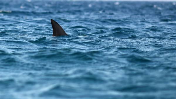 Entire south shore of Nantucket closed for shark sightings