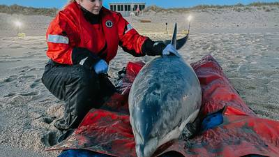 Photos: 10 dolphins released into wild after seven-hour rescue effort 