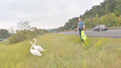 Troopers Rescue Swans from Route 495 Median In Westborough
