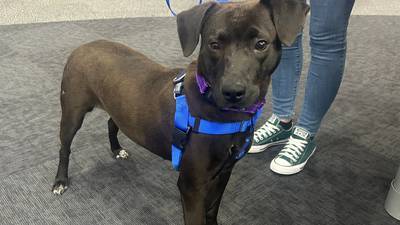 Furever Friday: Mindy, a Labrador Retriever mix, is looking for a forever home