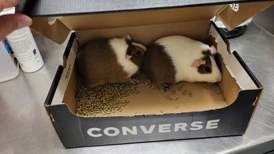 Two guinea pigs found abandoned in Fairhaven parking lot