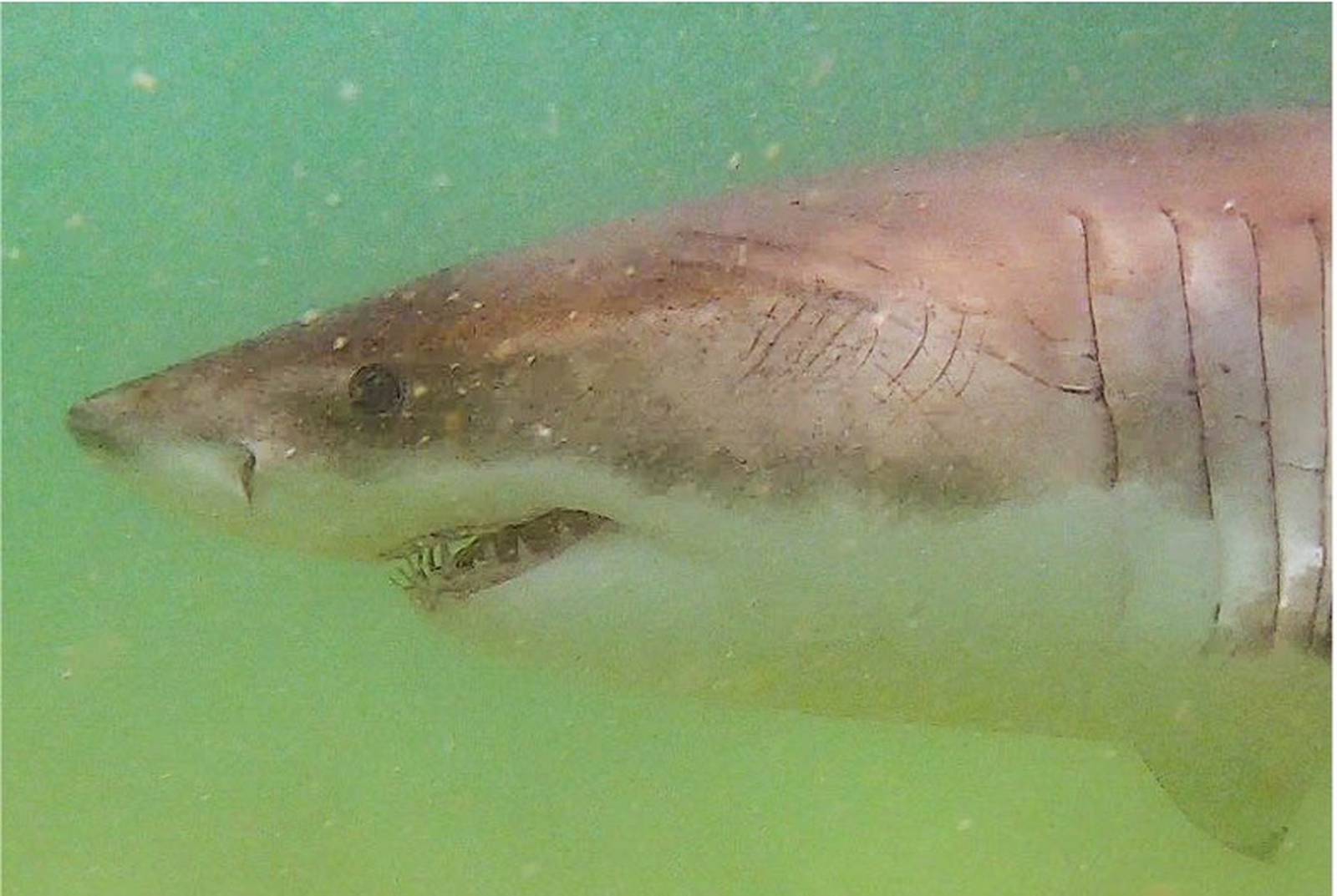 Great white sightings off Cape Cod skyrocket as peak shark season