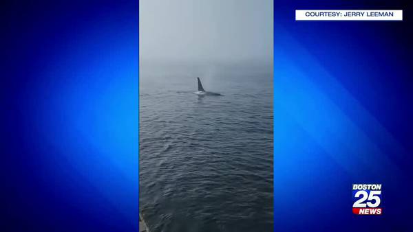 Whale of a tale after an Orca is spotted off Cape Cod