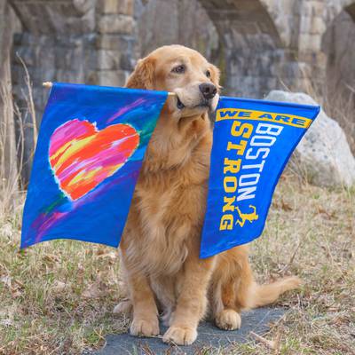 Your spirit inspired us all': Spencer, beloved Boston Marathon dog, dies  after battle with cancer – Boston 25 News