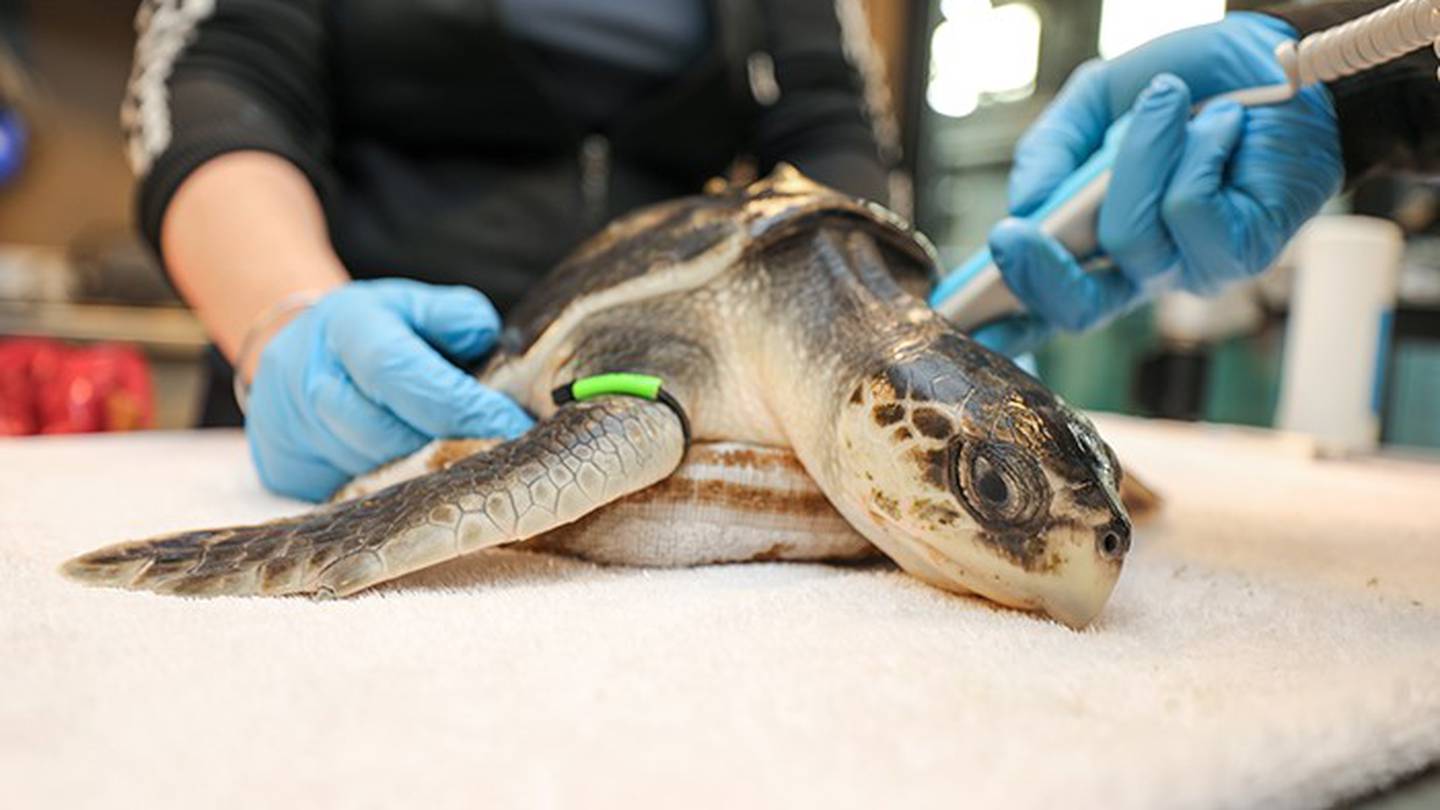 新英格兰水族馆在年度滞留季节中治疗200多只海龟
