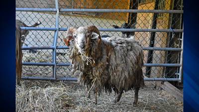 ‘This case is appalling’: 39 animals rescued from squalid conditions at NH home