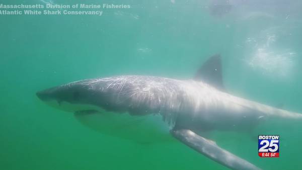 White shark researchers on Cape Cod shift focus to beach safety