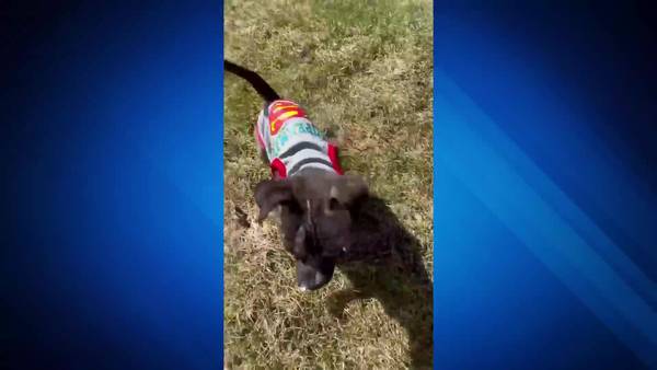 Police looking for culprit who abandoned dog on the side of the road in North Attleboro
