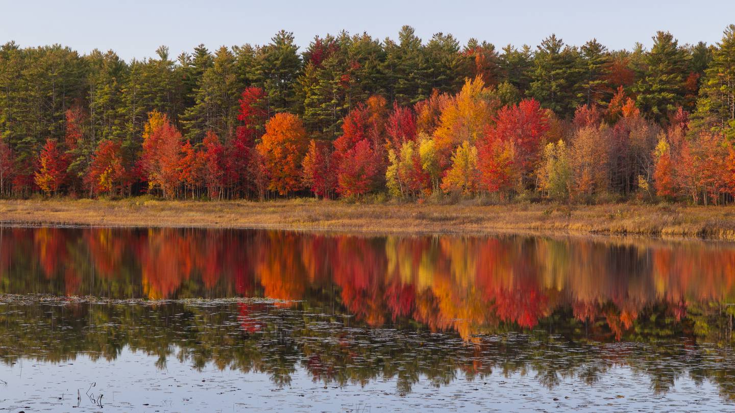寻找秋叶景色？这个周末在新英格兰地区找到最美的秋色