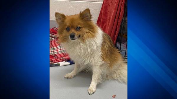 Dog found abandoned in crate on hot day in Dedham; police investigating