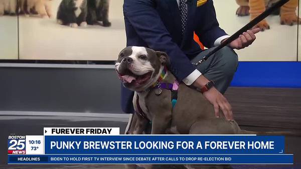 Furever Friday: Punky Brewster looking for a forever home