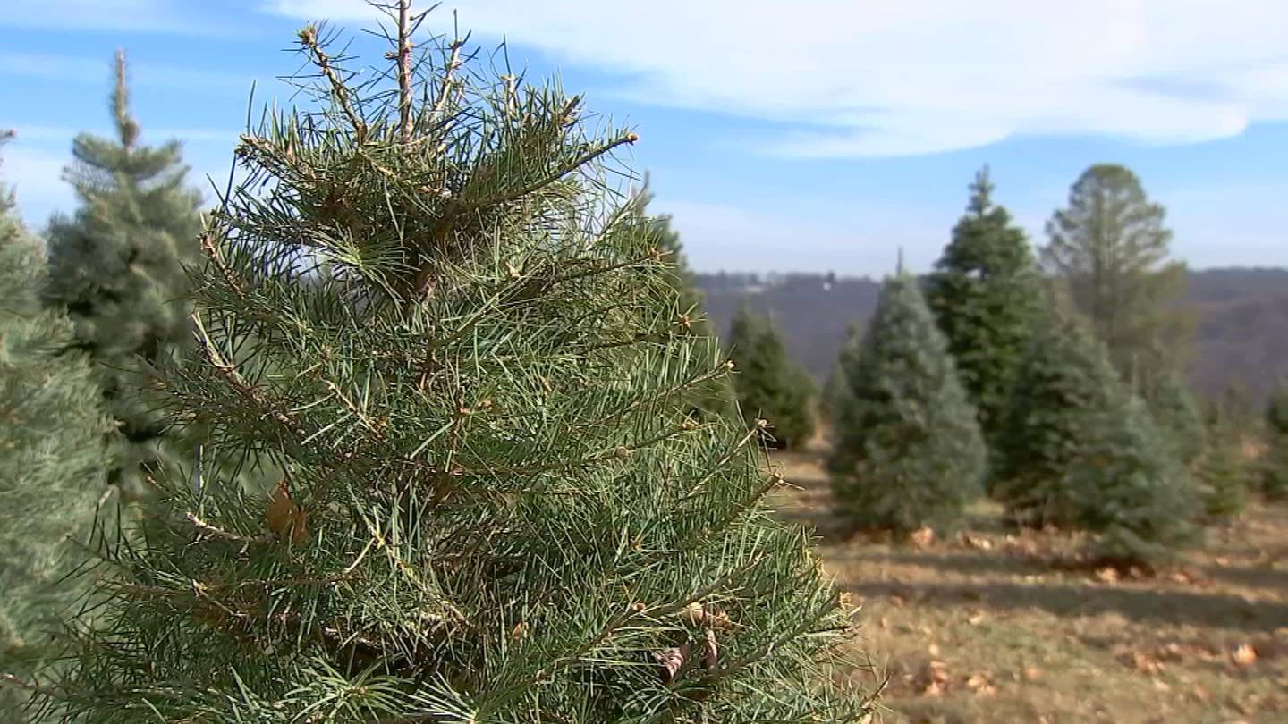 Massachusetts military families getting free Christmas trees Boston