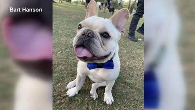 Photos: Animal trainer to face criminal charges following death of North Reading resident’s French bulldog