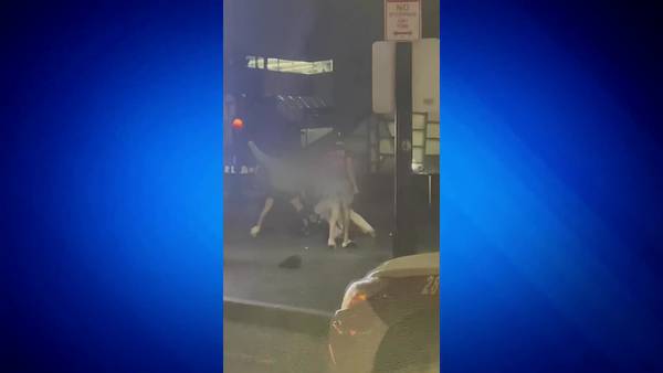 Police investigating an alleged assault on local musician by a group of young men near South Station