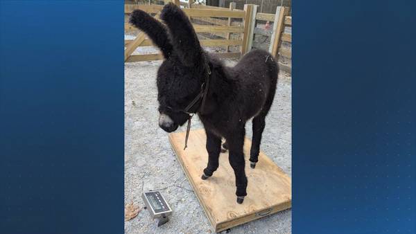 Franklin Park Zoo welcomes new baby foal