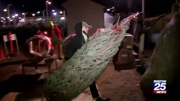 Christmas Tree shortage leads to struggle to get the right one