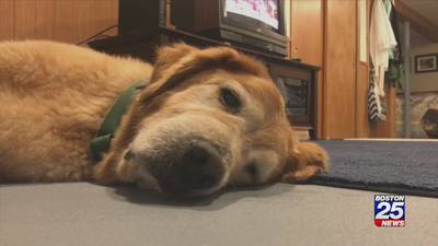 Dogs may need preparation before owners return to work after months of quarantine