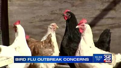 ‘Unprecedented’ Bird Flu outbreak threatens more chickens