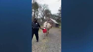 No horsing around: Exeter officers corral 4 escaped colts