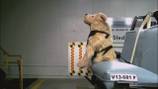 ‘Shocking’: Many car restraint devices intended for dogs fail crash testing