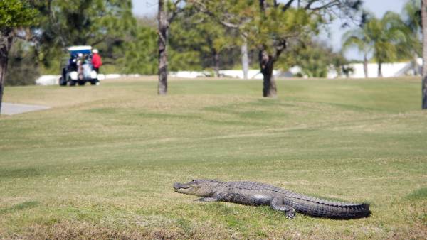 Can you outrun an alligator, and other myths explained