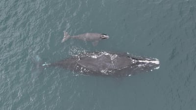 South Shore man working to save North Atlantic right whales as species faces possible extinction