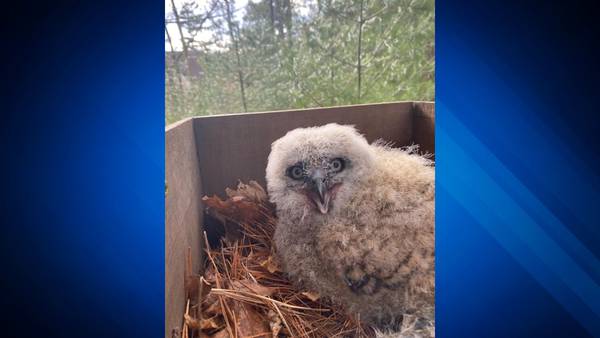 Great Horned owlet reunites with family after being blown from nest in Wareham