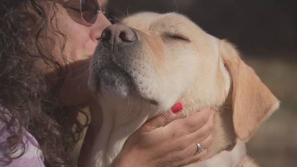 Service dogs bringing independence to local veterans suffering from PTSD