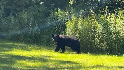Black bear spotted roaming Merrimack Valley