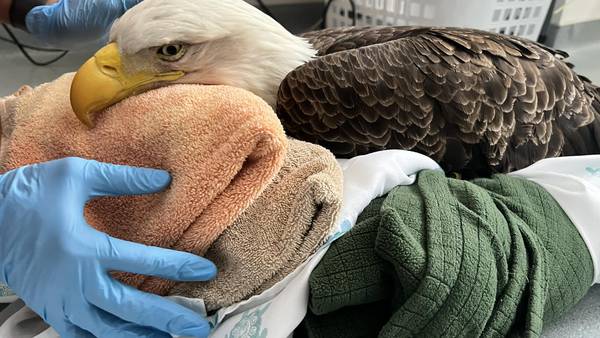 Bald Eagle found in Massachusetts cemetery dies after ingesting rat poison  