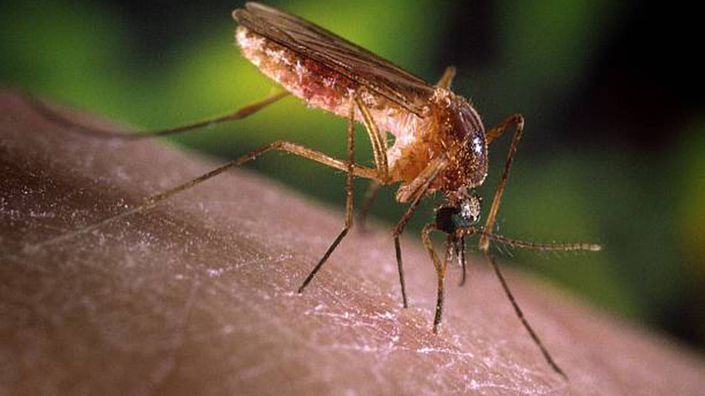 Pesticide spraying planned in Worcester Thursday after West Nile Virus found in mosquito sample – Boston 25 News