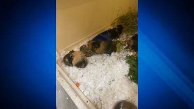 Investigation underway after 10 guinea pigs rescued from Leominster pond