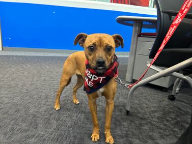 Furever Friday: Boxer-terrier mix Honeybee looking for a forever home  