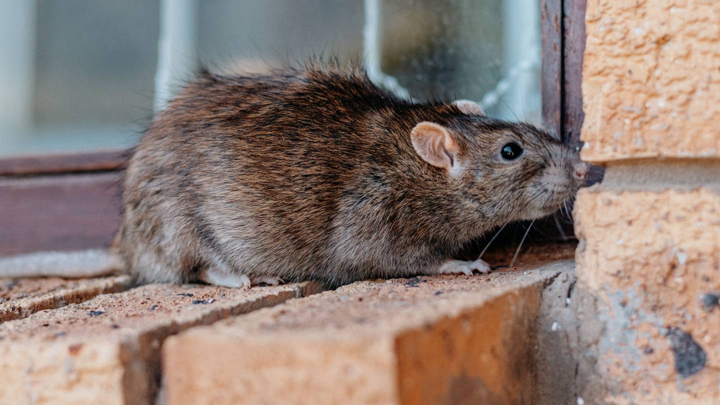 波士顿市议员Ed Flynn提交法案，创建“害虫控制办公室”以控制老鼠
