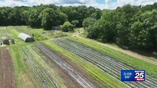Heatwave worsens drought on a community farm in Medway 