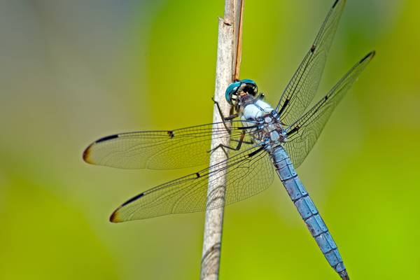 Dragonfly swarm chases away Rhode Island beachgoers