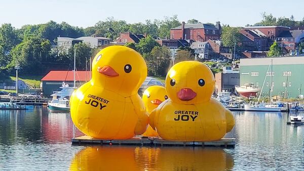 Giant inflatable ducks return to New England city